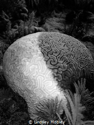 Cruella DeVille brain coral. Taken in Key Largo. by Lindsey Mobley 